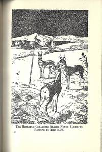 image of Valiant Dog of the Timberline