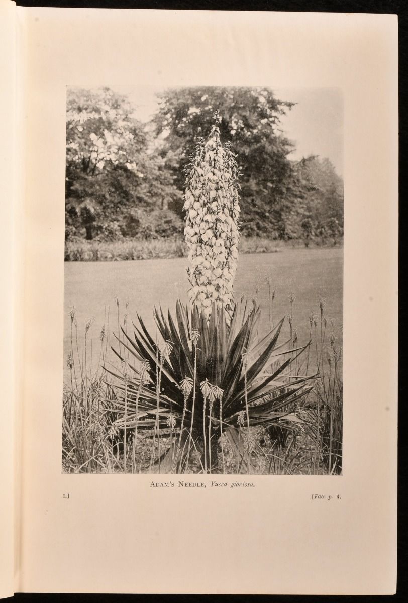 Trees and Shrubs Hardy in the British Isles by W. J. Bean Hardcover 1925 from Rooke Books