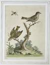 The Golden-crowned Wren, and the Ruby-Crowned Wren, Plate 254, Gleanings of Natural History
