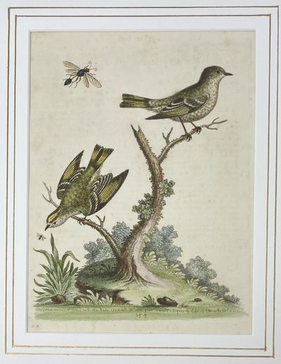 The Golden-crowned Wren, and the Ruby-Crowned Wren, Plate 254, Gleanings of Natural History