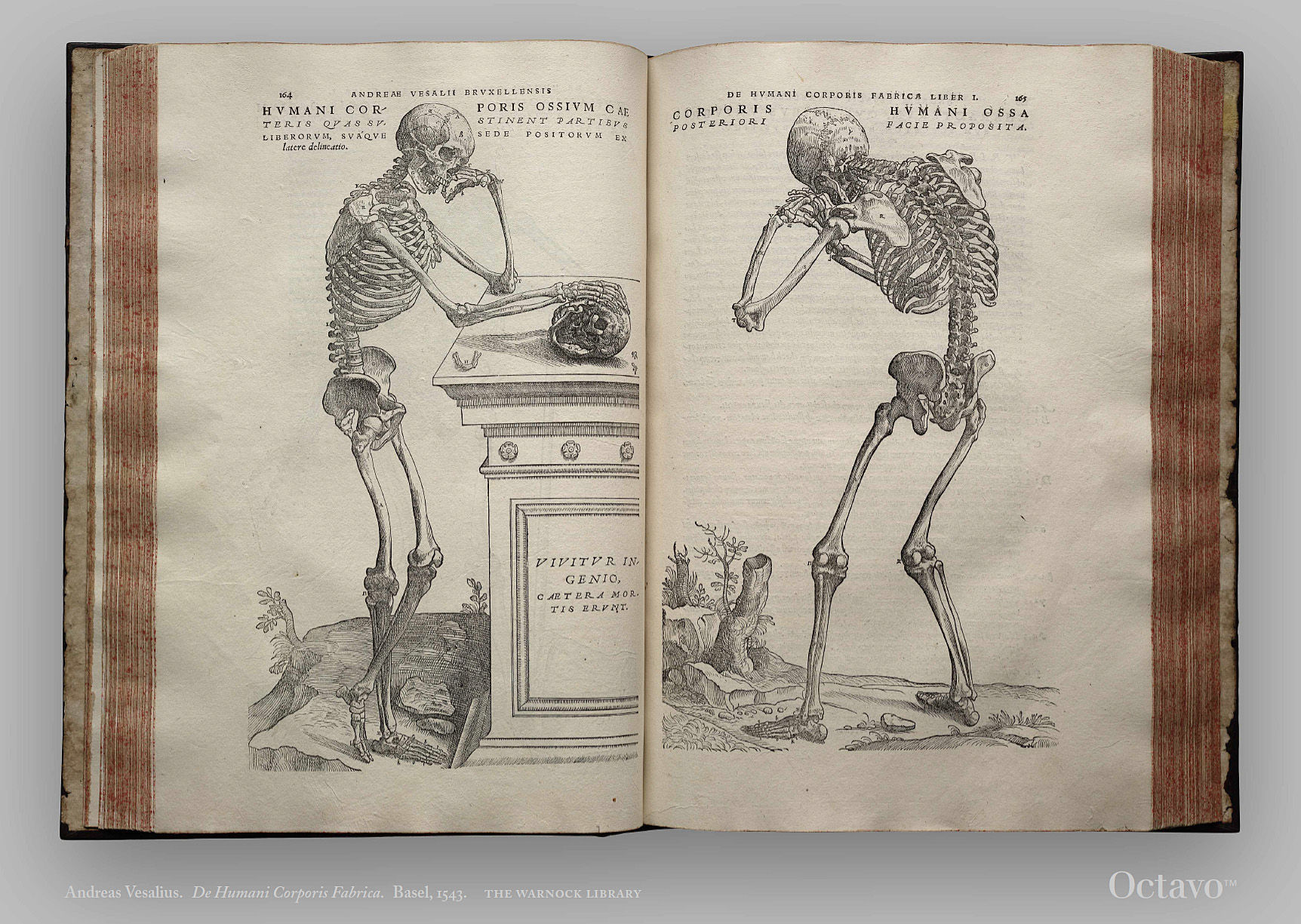 De Humani Corporis Fabrica (On the Fabric of the Human Body ...