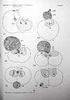 View Image 3 of 5 for 1. Effects of centrifugal force on the structure and development of Crepidula. Journal of Experiment... Inventory #1635