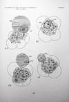 View Image 4 of 5 for 1. Effects of centrifugal force on the structure and development of Crepidula. Journal of Experiment... Inventory #1635