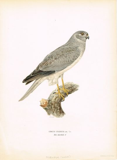 Circus cyaneus. Blå kärrhök (Myrhauk, hann). Fra…