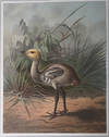 A monograph of the cranes