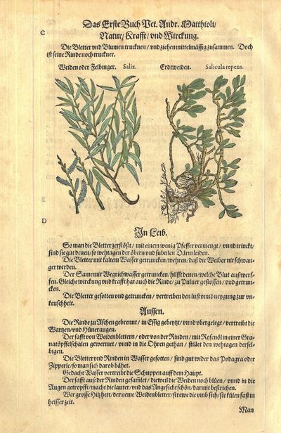 Weiden oder Felbinger. Salix.
