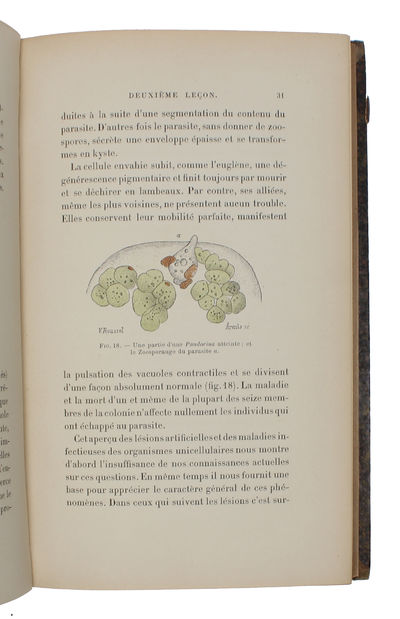 Leçons sur la pathologie comparée de l'inflammation faites à l'Institut Pasteur en Avril et Mai 1891- (photo 5)