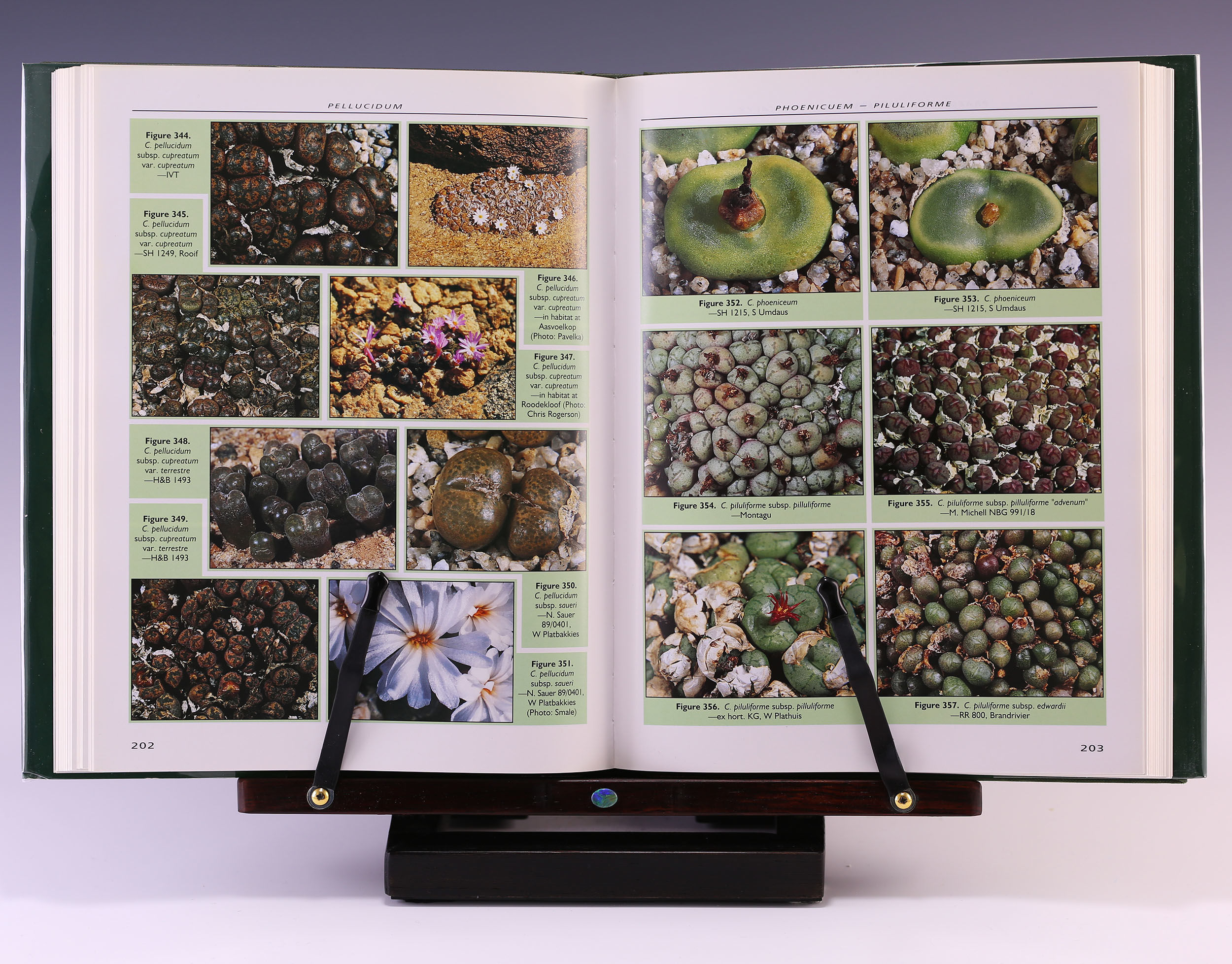 New Views of the Genus Conophytum コノフィツム Dumpling And His Wife: New Views Of The Genus Conophytum