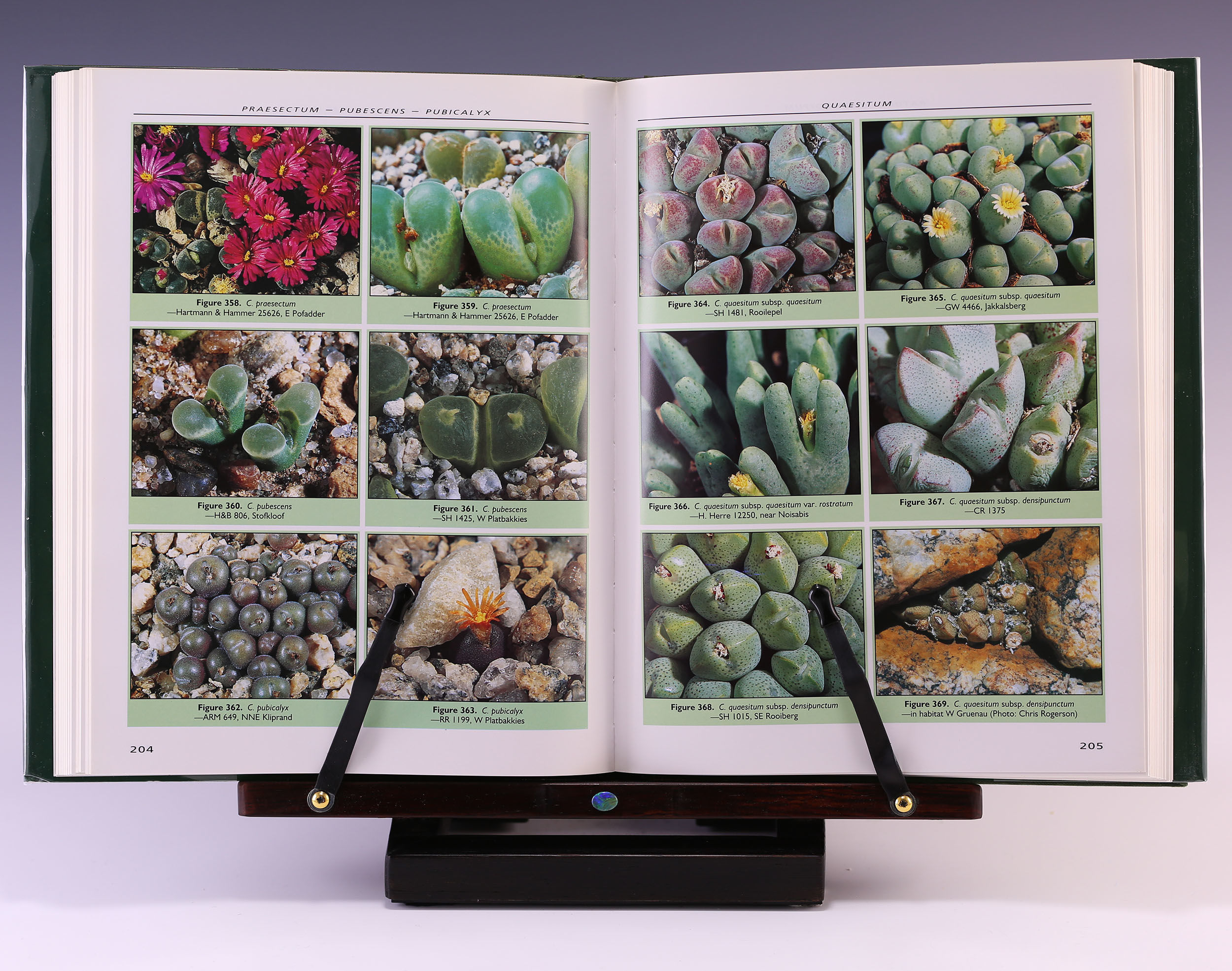 New Views of the Genus Conophytum コノフィツム Dumpling and His Wife: New Views of the Genus Conophytum by