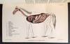 Special Report on Diseases of the Horse