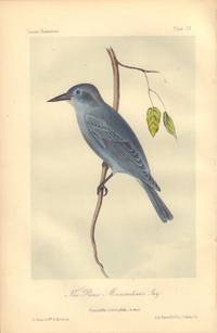 image of The Prince Maximilian's Jay: Gymnokitta cyancephala