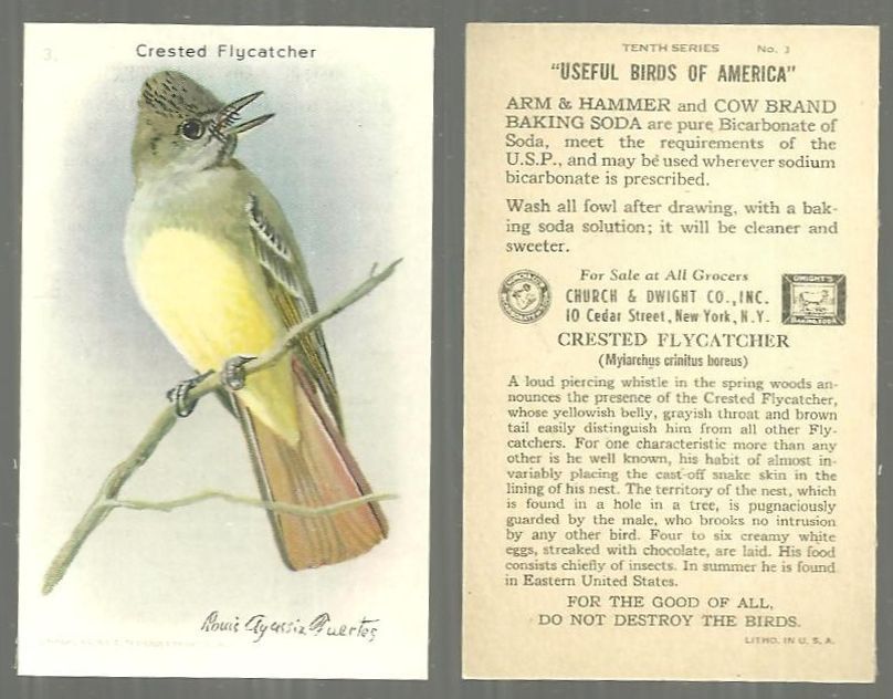 Advertisement - Victorian Trade Card for Arm and Hammer Baking Soda, Useful Birds of America Series, the Flycatcher