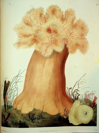 FOLIO PLATES. The Marine Invertebrates and Fishes of St. Andrews