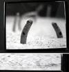 Black Spotted Garden Eel, Okinawa Black and White Photgraph Signed By Kanako Uchino