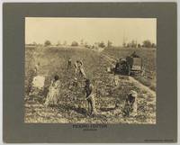 [Photograph, caption title]: Picking Cotton, Arkansas