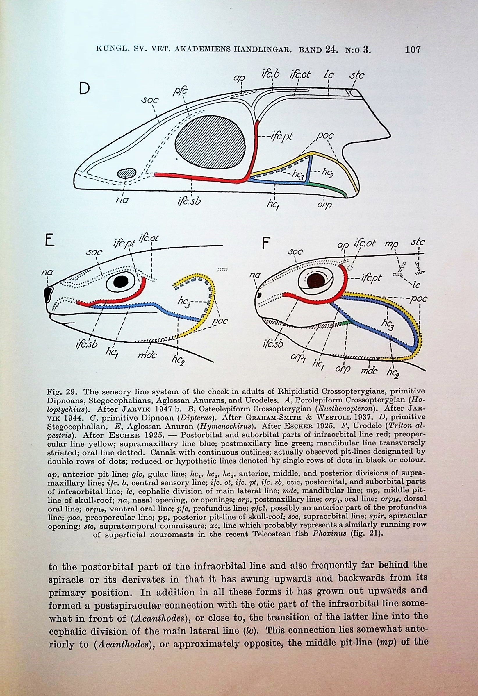 The Sensory Lines and Dermal Bones of the Cheek in Fishes and ...
