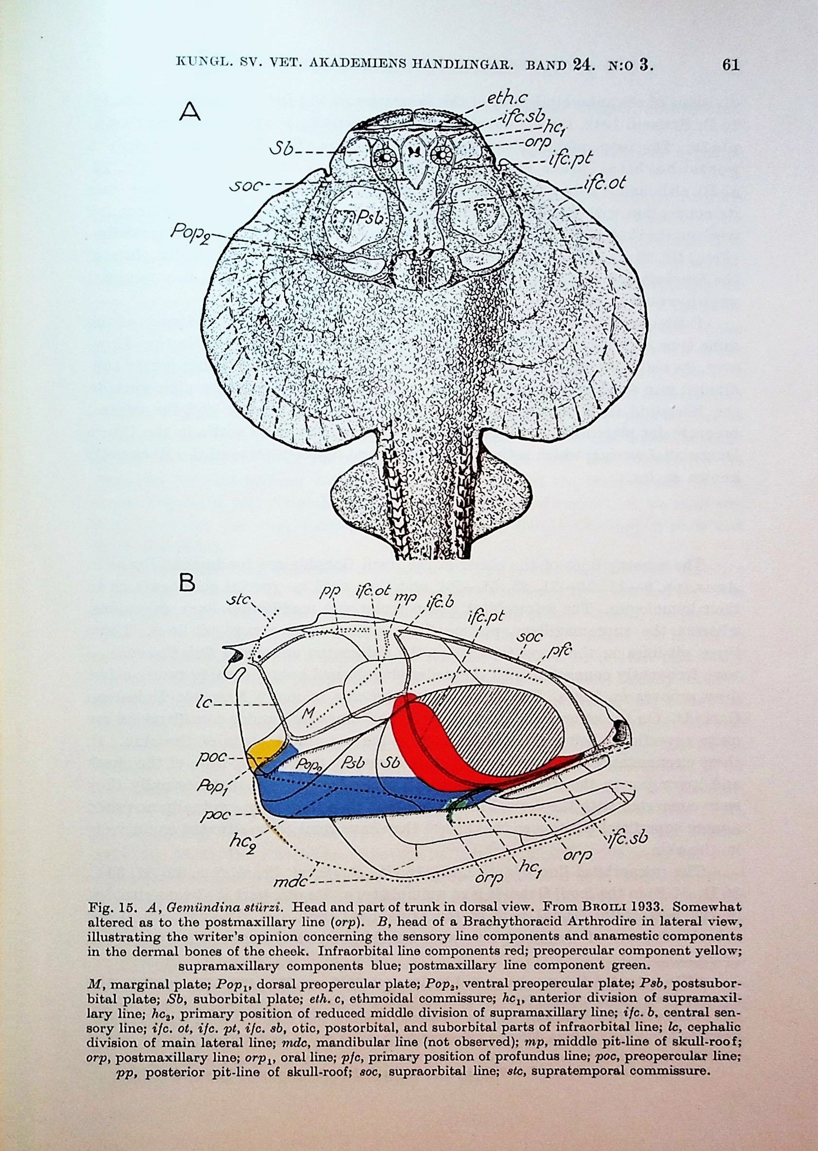 The Sensory Lines and Dermal Bones of the Cheek in Fishes and ...