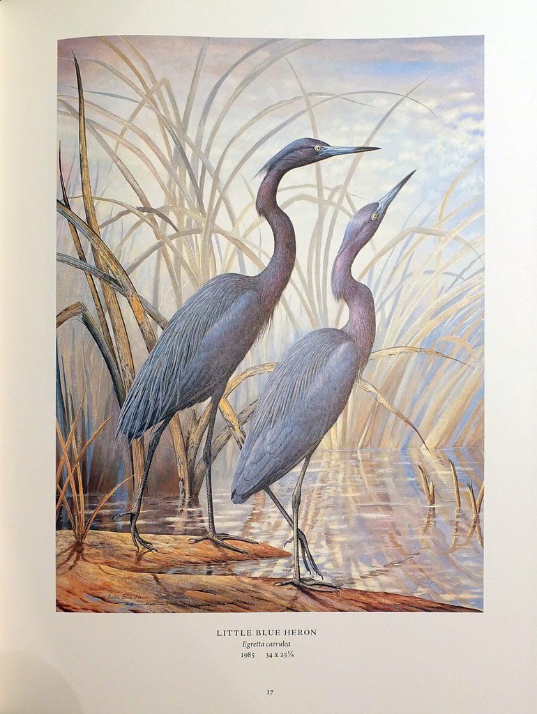 驚きの安さ Basil of Art The America: of Birds Wild Ede. Basil EDE, by 洋書