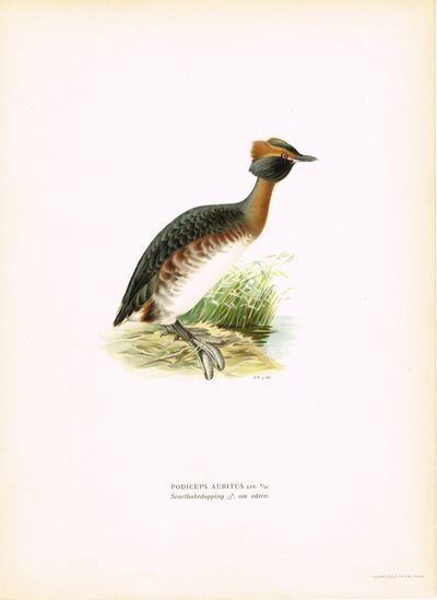 Podiceps auritus. Svarthakedopping, om våren.…
