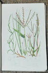 The Grasses, Sedges and Ferns of Great Britain, and their allies the Club Mosses, Pepperworts and Horsetails