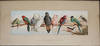 An Australian Eleven. Copyright. From the Original Drawing by Harry Bright