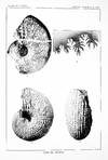 Professional Paper No. 40, The Triassic Cephalopod Genera of America TOGETHER WITH Professional Paper No. 41, Geology of the Central Copper River Region, Alaska
