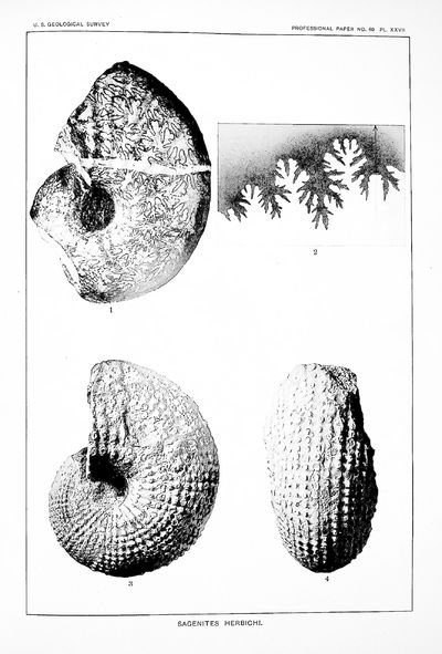 Professional Paper No. 40, The Triassic Cephalopod Genera of America TOGETHER WITH Professional Paper No. 41, Geology of the Central Copper River Region, Alaska