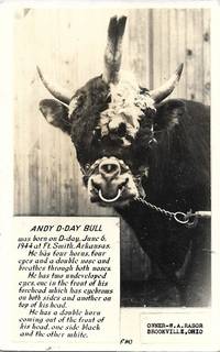 &quot;Andy D-Day Bull&quot; - 4 Horned-4 Eyed Freak Bull on Real Photo Postcard ca 1950 by Campbell's Photo Art # F103 - ca 1950