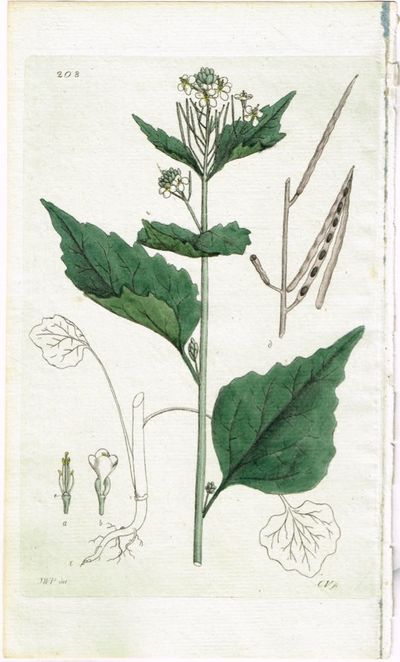 Pl. 208. (Løkurt / Erysimum Alliaria.) Fra verket…