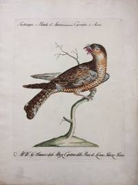 Succhiacapre, o Nottola d'America. Caprimulgus ex America. [American Nightjar]