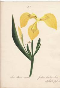 A FINE COLLECTION OF ORIGINAL WATERCOLOUR BOTANICAL DRAWINGS by TWINING, Elizabeth (1805-1889)