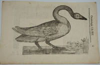 image of Swan prints, a pair of Italian Renaissance woodblock prints