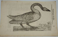 Swan prints, a pair of Italian Renaissance woodblock prints by Aldrovandi, Ulisse - 1599