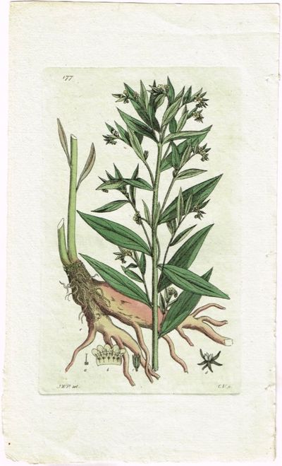 Pl. 177. (Legesteinfrø). Fra verket Svensk…