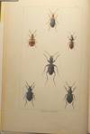 British Beetles: an introduction to the study of our indigenous coleoptera