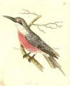 Plate # 701. The Malimbic Bee-eater  (Merops malimbicus)