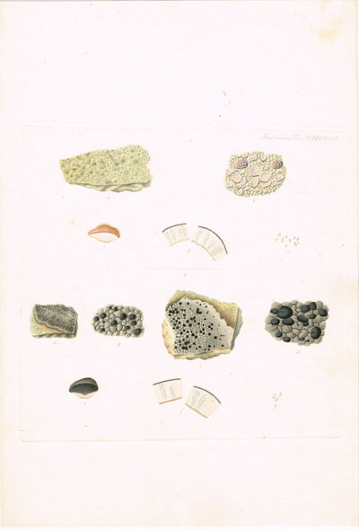 Tab. MMDLXVIII. Parmelia sordida. (Lecanora…