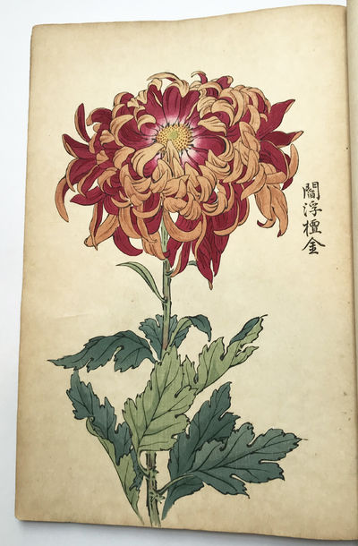 K.HAYAKAWA 【カラーの花】 K.HAYAKAWA 【カラーの花】