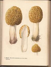 image of A Handbook of Mushrooms