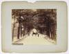 [Group of Eighteen Large Albumen Views of Bermuda by Noted Local Photographer, N.E. Lusher]