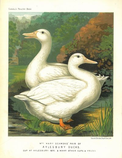Originalt kromolitografi fra “Cassell’s Poultry…