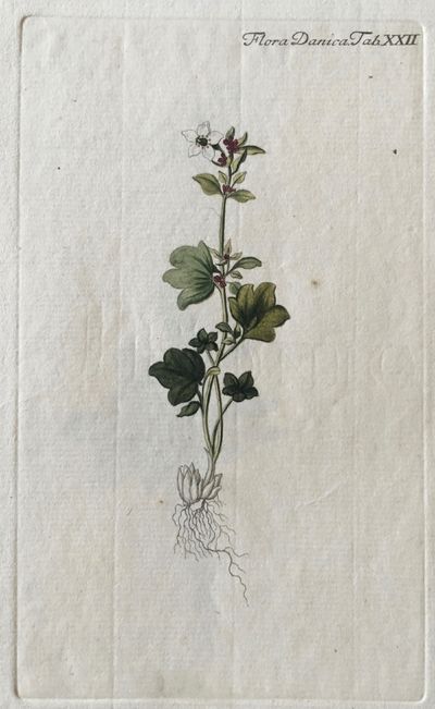 Plansje XXII fra Flora Danica. Første hefte.