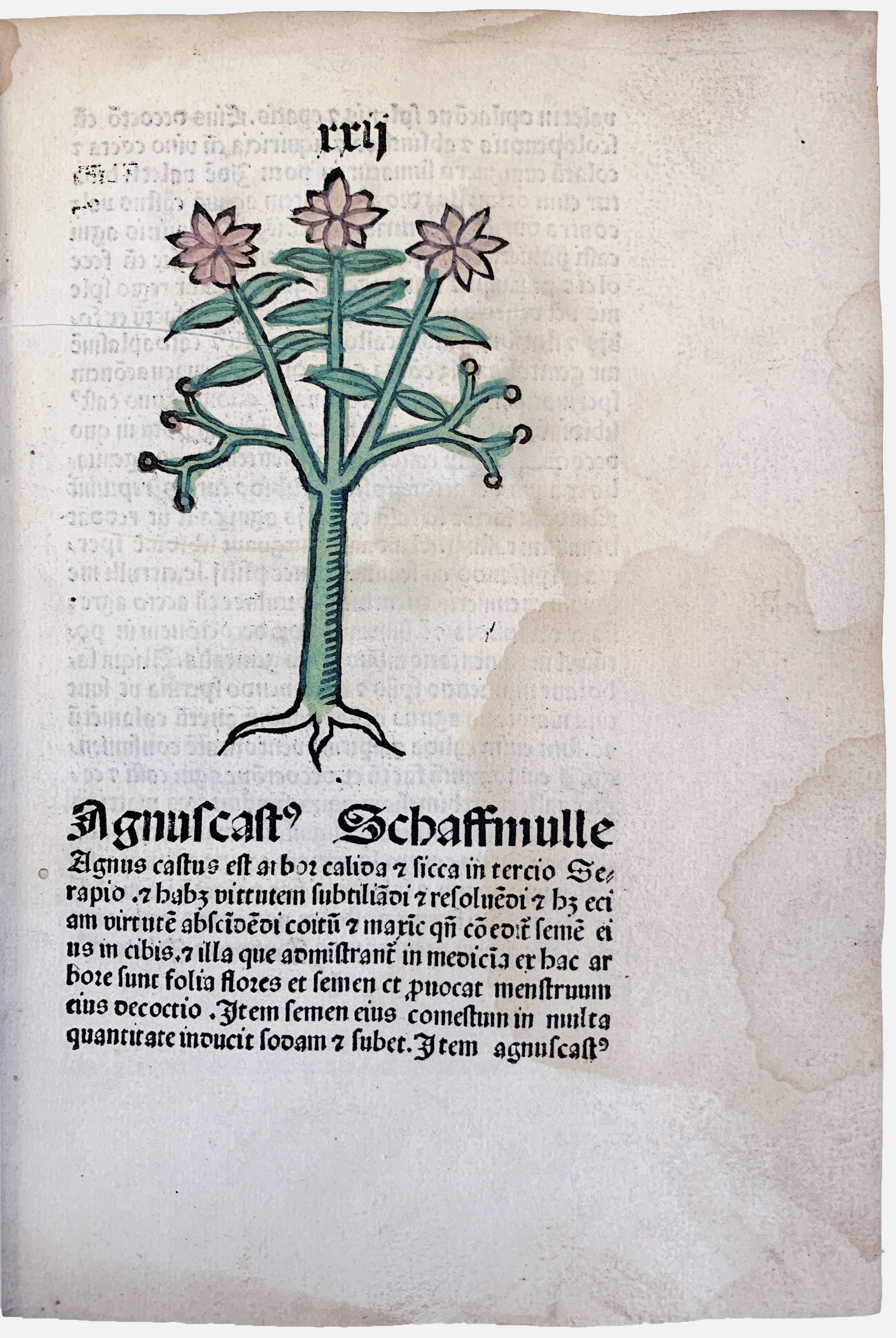 Herbarius Patauie impressus Anno domi[ni] [et]cetera lxxxv [1485]. by ...