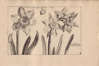 Hortus Floridus; The First Book, Contayninge a very lively and true Description of the Flowers of Springe