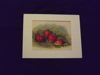 The Fruit Grower's Guide: Strawberries.