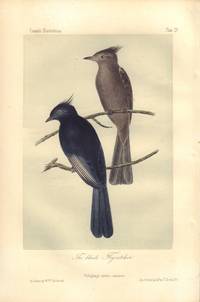 image of The black Flycatcher: Ptilogonys nitens