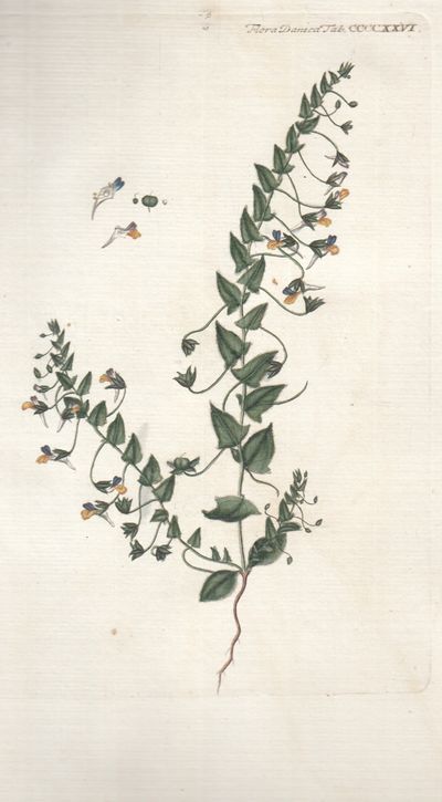 Flora Danica. Planche nr. CCCCXXVI