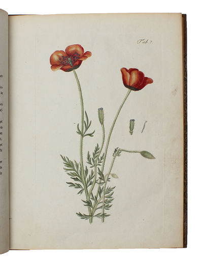 Botanisk Billedbog for Ungdommen. Forskellige af…