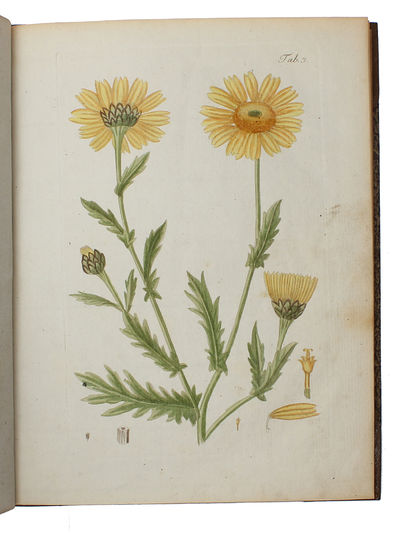 Botanisk Billedbog for Ungdommen. Forskellige af de almindeligste Markblomster som voxe vildt i Egnen omkring Kjøbenhavn / Den danske Flora, eller naturlige Afbildninger af danske Planter. Indeholdende en Samling af de almindelige Markblomster som vox... (photo 5)