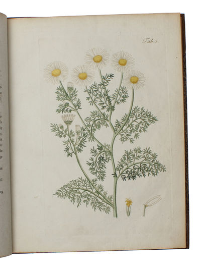 Botanisk Billedbog for Ungdommen. Forskellige af de almindeligste Markblomster som voxe vildt i Egnen omkring Kjøbenhavn / Den danske Flora, eller naturlige Afbildninger af danske Planter. Indeholdende en Samling af de almindelige Markblomster som vox... (photo 6)
